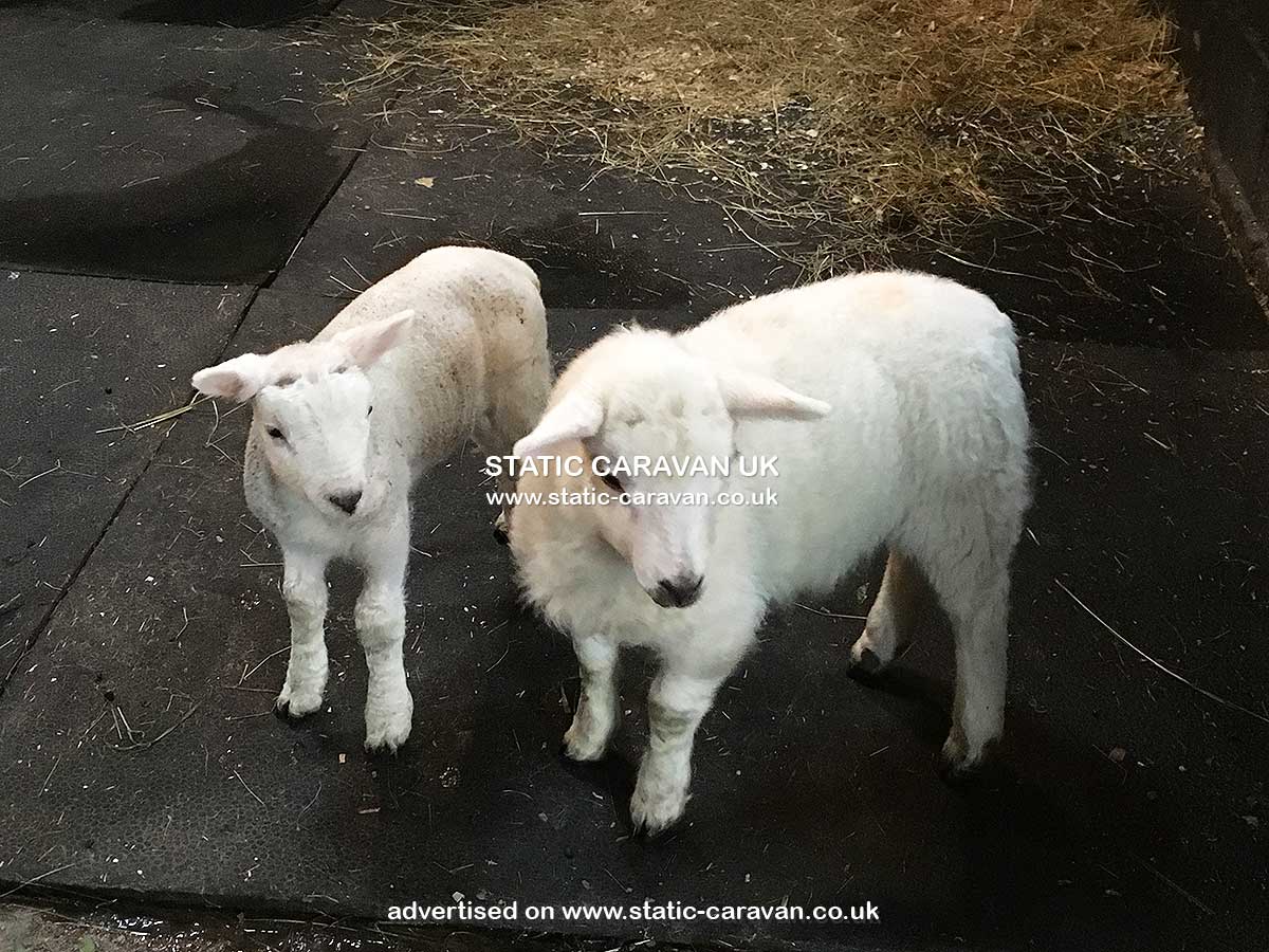 Erw, Erw Farm, Rhostryfan, Caernarfon, Gwynedd, North Wales