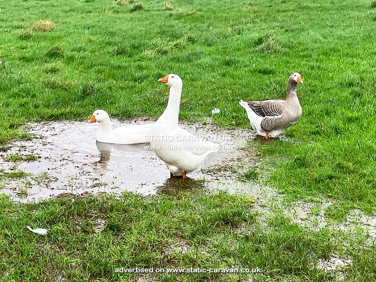 Erw, Erw Farm, Rhostryfan, Caernarfon, Gwynedd, North Wales