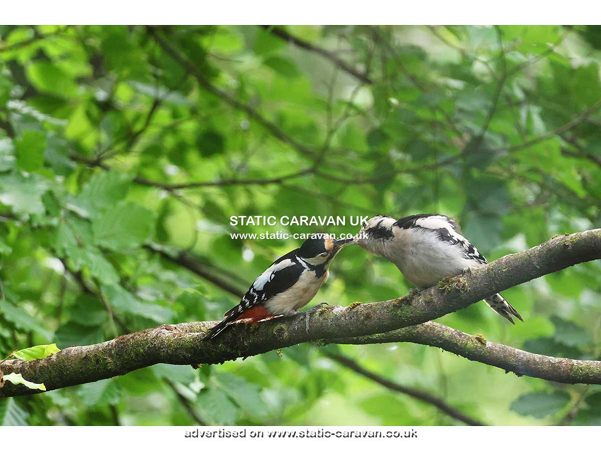 Squirrels Retreat, Aberdunant Hall, Porthmadog, Gwynedd, North Wales