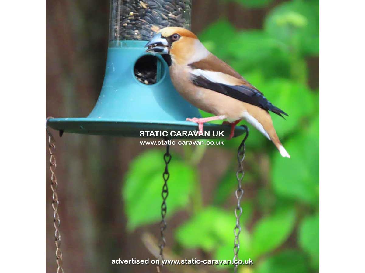 Squirrels Retreat, Aberdunant Hall, Porthmadog, Gwynedd, North Wales